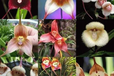 orquideas