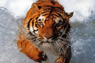 animal jigsaw puzzle