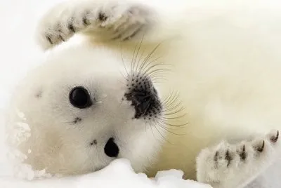 animal