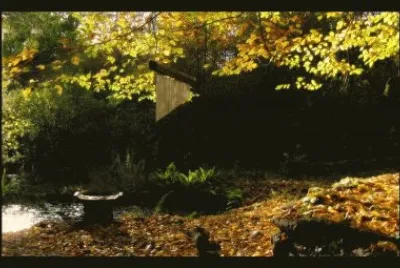 autunno dallo stagno