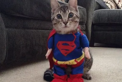 gato disfrazado
