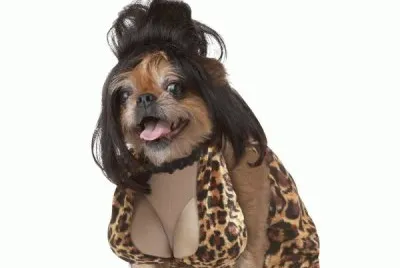 פאזל של disfraces para perros