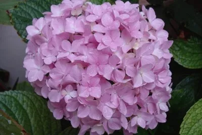 hortensia