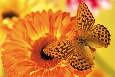 borboleta
