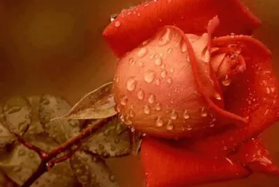 rosas