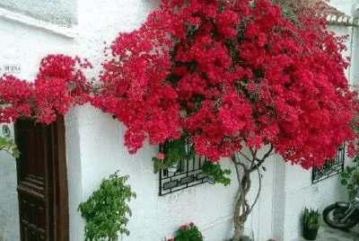 flores