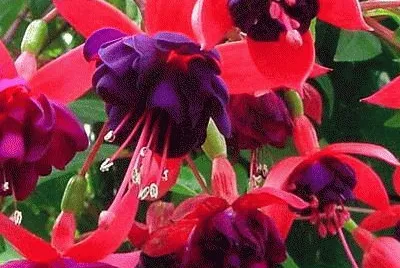 flores