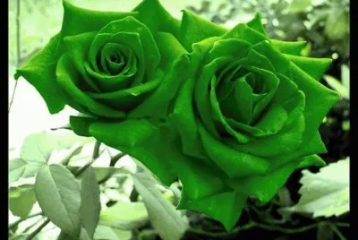 flores