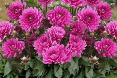 flores