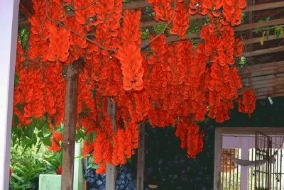 flores