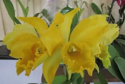 flores