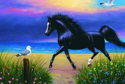 cavalos