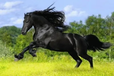 cavalos