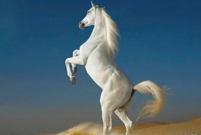 cavalos