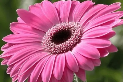 gerbera