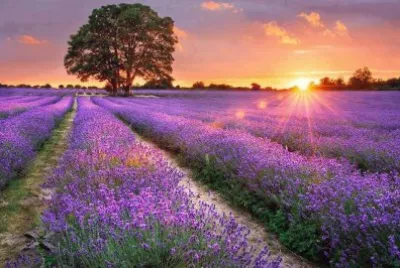 Natureza
