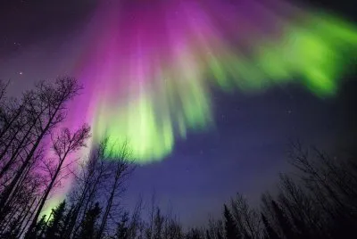 boreal