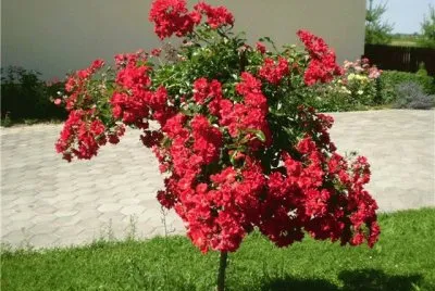 flores