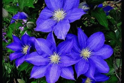 flores
