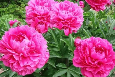 flores