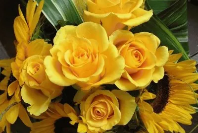 flores