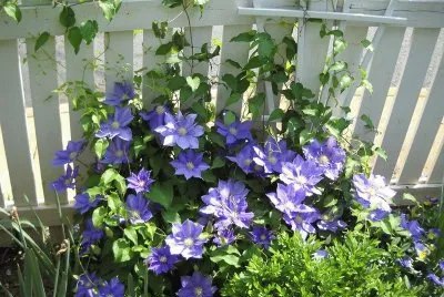 flores