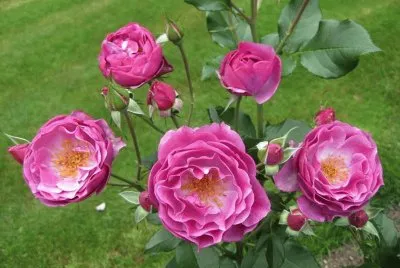 flores