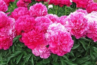 flores