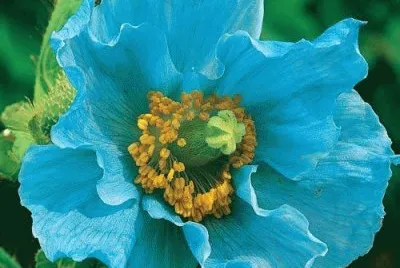 flores
