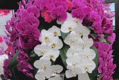 flores