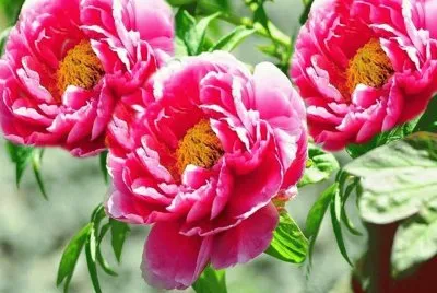 flores