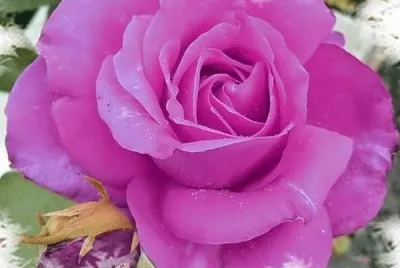 flores