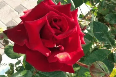 flores