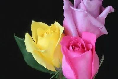 flores