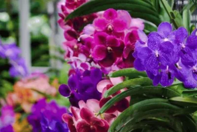 flores