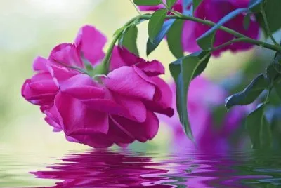 flores