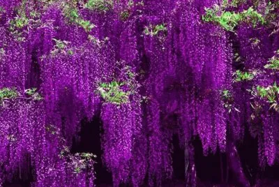 flores