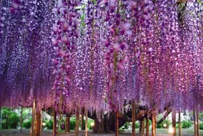 flores