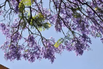 flores