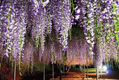 flores