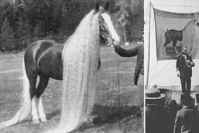 caballos antiguos