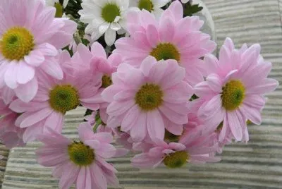 flores