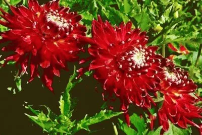 flores