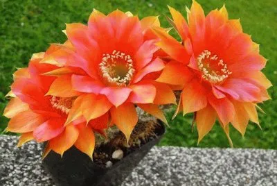 cactos