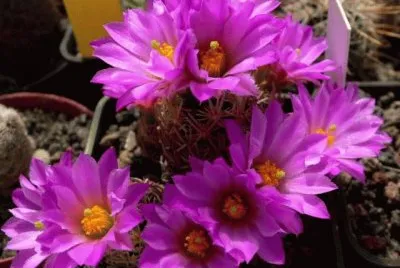 cactos