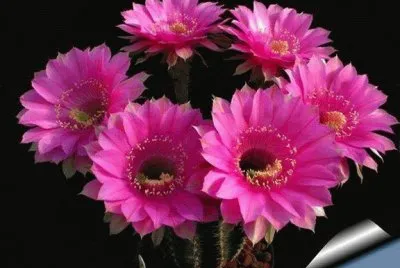 cactos