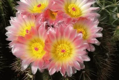 cactos