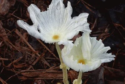 cactos