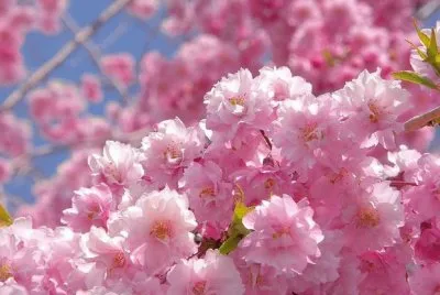 sakura