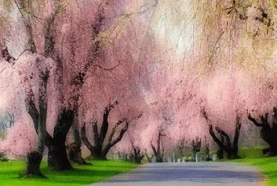 sakura